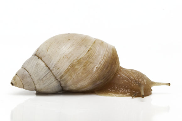 Bulimulus apodemetes Trancas, Tucumán province, Argentina adult, 2cm